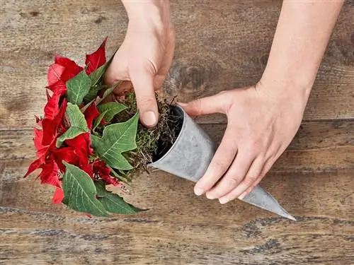 Палец, Лист, Ингредиент, Кармин, Кухонная утварь, Кухонный нож, Лезвие, Однолетнее растение, Большой палец, Нож,