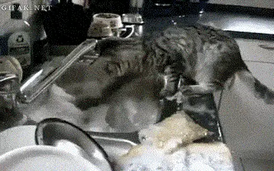 кошка моет посуду