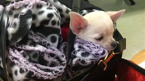чихуахуа в сумке