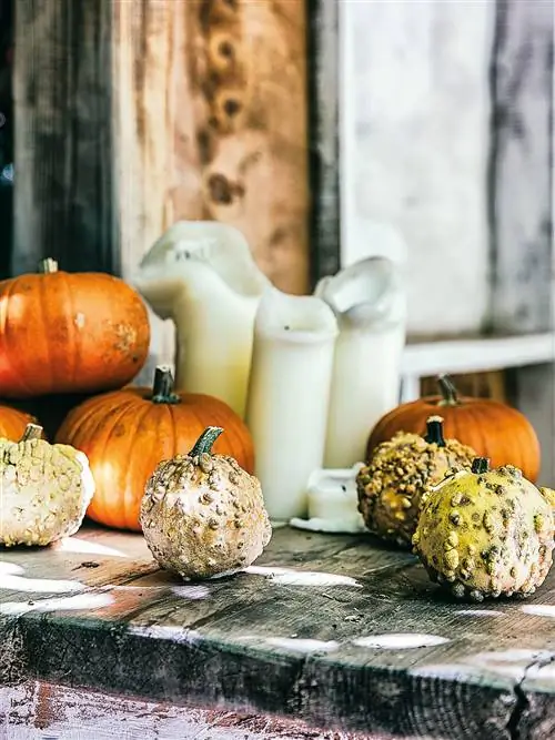 Тыква, Зимний сквош, Calabaza, Еда, Овощной, Cucurbita, Хлеб, Натюрморт фотография, Вегетарианская еда, Тыква,