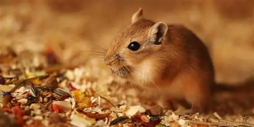 Все о песчанках: уход и кормление