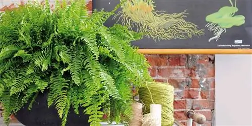 Папоротник: характеристика, полив и уход за этим висячим растением
