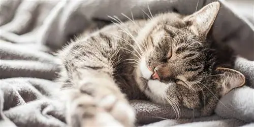 10 самых оригинальных лежанок для котов-гиков