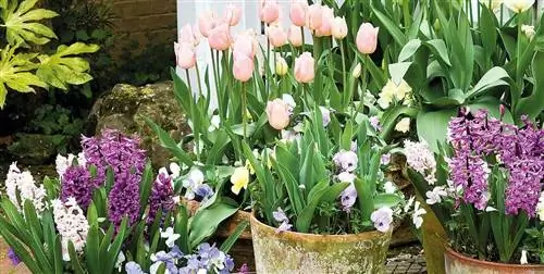 Растения зимой: тюльпаны, гиацинты и советы для ваших растений