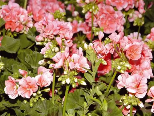 розовые герани