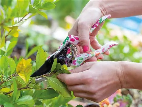 Рука, Палец, Гвоздь, Растение, Цветок, Лист, Адаптация, Кустарник,