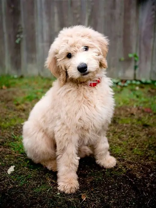 Собака, млекопитающее, позвоночные, породы собак, Canidae, M altepoo, Carnivore, Schnoodle, помесь пуделя, Cockapoo,