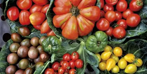 Помидоры: сорта, характеристики и свойства ?
