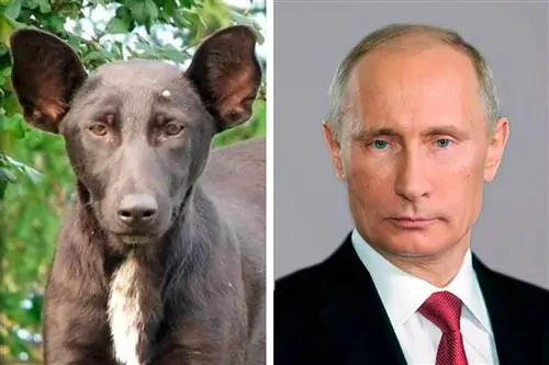 Canidae, Собака, Порода собаки, Голова, Ухо, Морда, Хищник, Собака-компаньон, Древние породы собак,