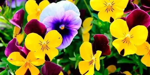 Как ухаживать за анютиными глазками: уход, выращивание и полив