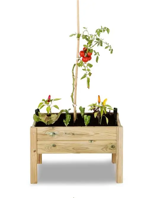 осенние растения