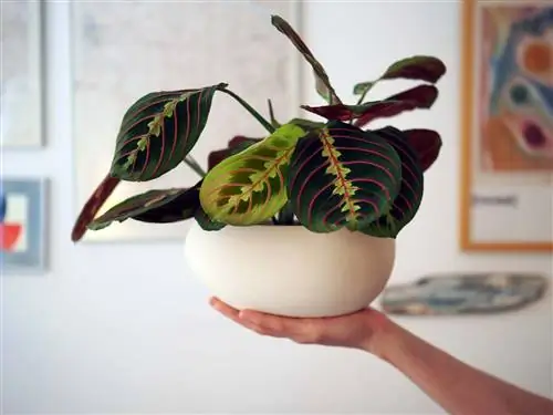 умный горшок