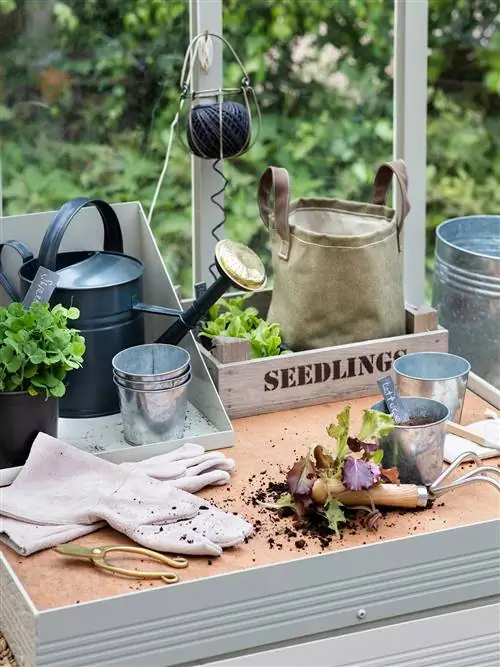 осенние растения