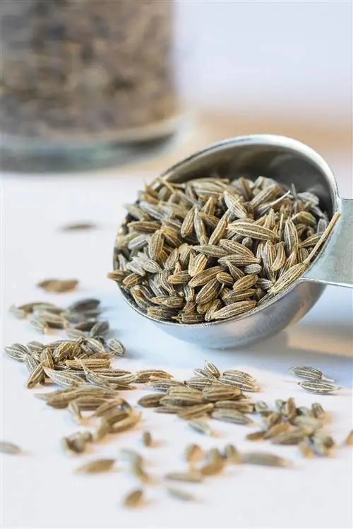 Питание: Тмин