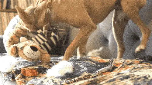 Собака играет с плюшевой игрушкой