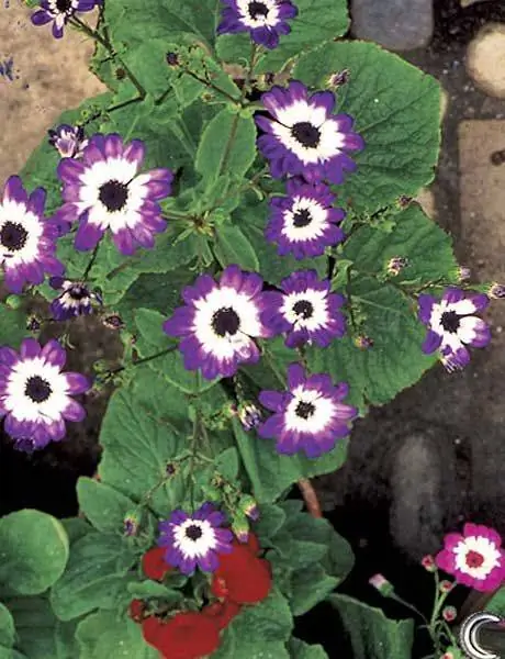 цветы цинерарии