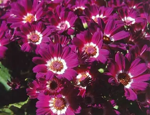 цветы цинерарии