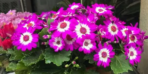 Цинерария: уход, особенности и полив