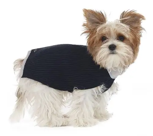 Домашние животные: Толстовка для собак