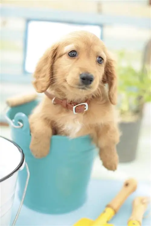 Домашние животные: щенок дома