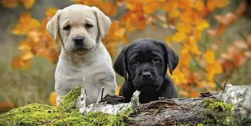 Как ухаживать за собакой осенью?