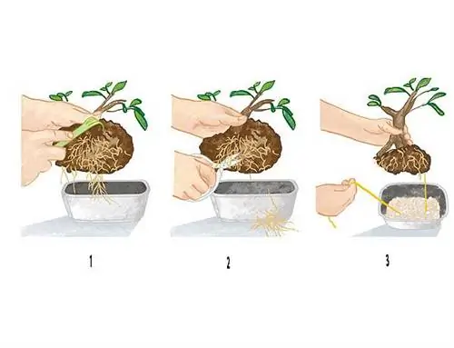 как поменять горшок для бонсай