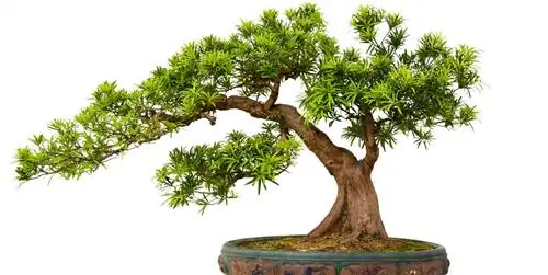 Бонсай: все, что вам нужно знать об этой древней технике