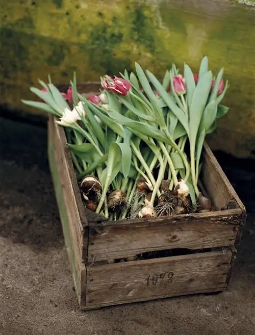 тюльпаны: луковицы