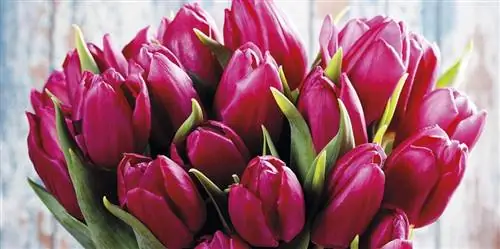 Тюльпаны: заразиться их страстью и ароматом?
