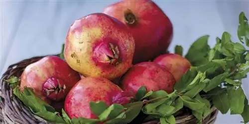 Чудесные свойства граната и 12 рецептов