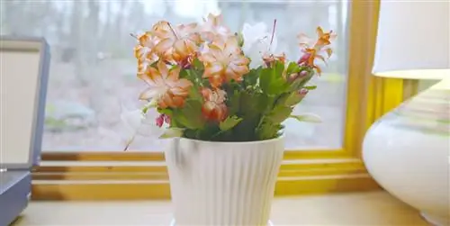 Рождественский кактус, как ухаживать за цветами этого зимнего растения