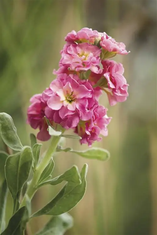 цветок тихоходки