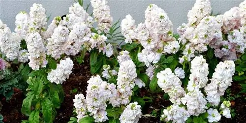 Жимолость: уход, особенности и полив