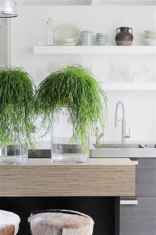 кактус рипсалис бесхребетный и имеет красивую каскадную каскадную форму