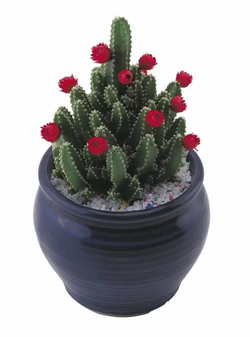 привитый кактус хамаелобивия с красным цветком