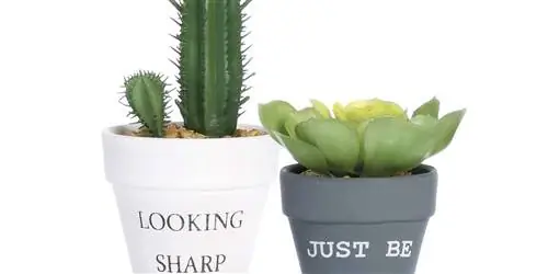 Как ухаживать за кактусами: характеристика, сорта и полив