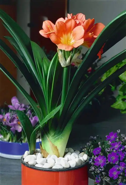 Кливия Мината