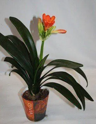 кливия, цветы