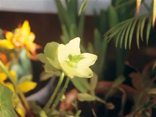 рождественская роза