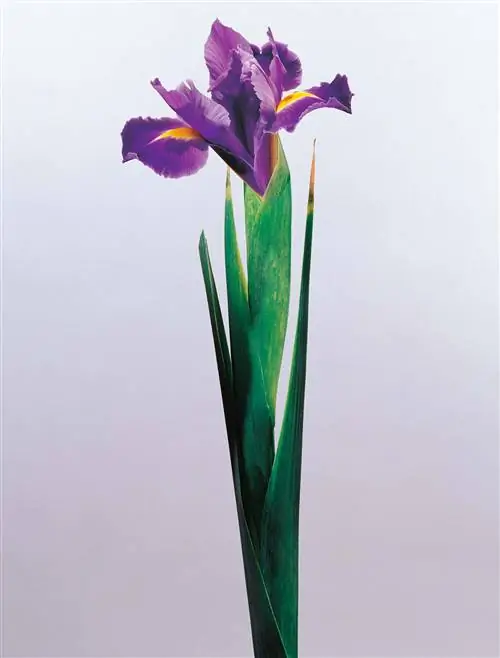 лилия алжирская