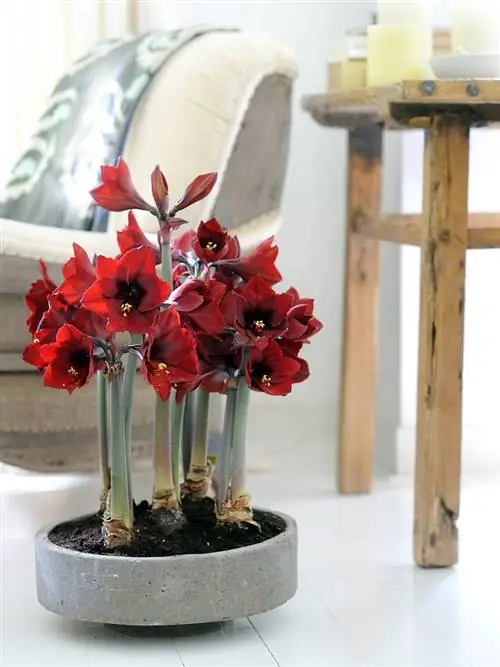 гиппеаструм или амариллис