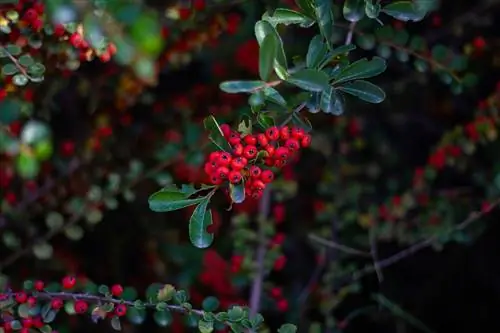 огненный шип