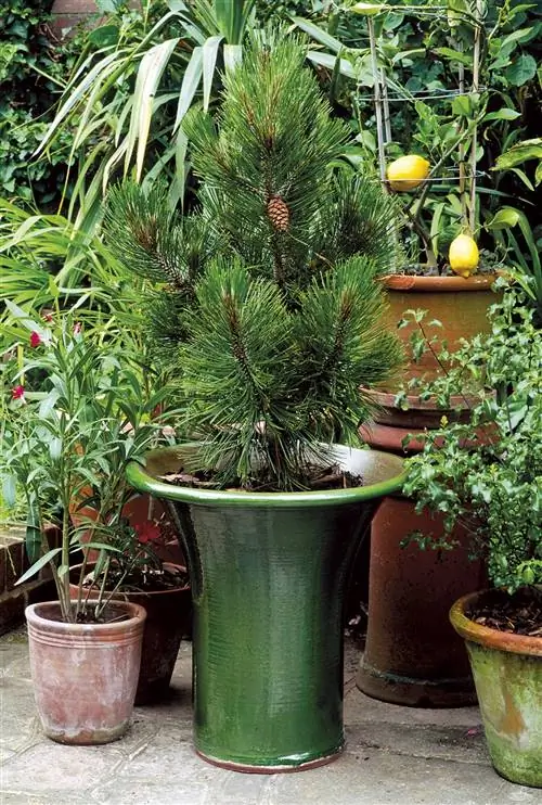 растения и рождественская натуральная сосна в горшке