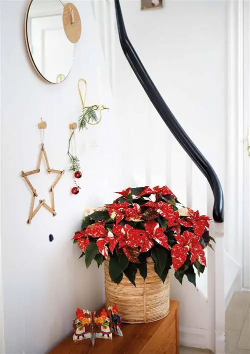 Пуансеттия: Пуансеттия