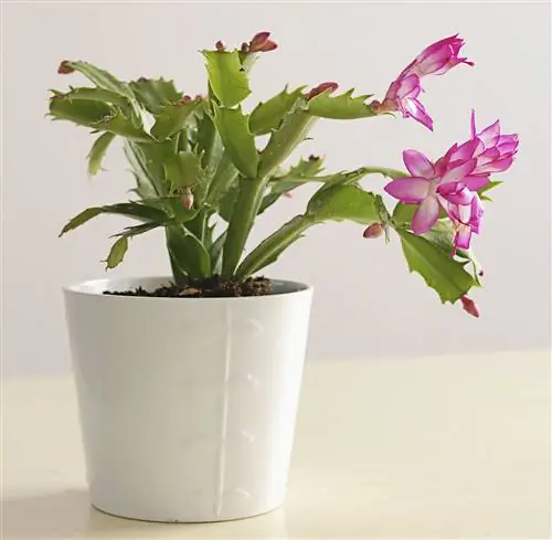 Кактус хатиоа розовая также известен как пасхальный кактус из-за его цветов