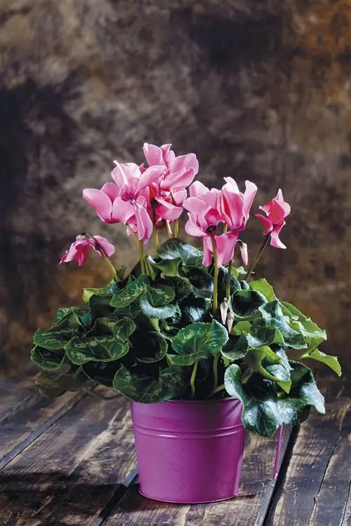 цикламен цикламен