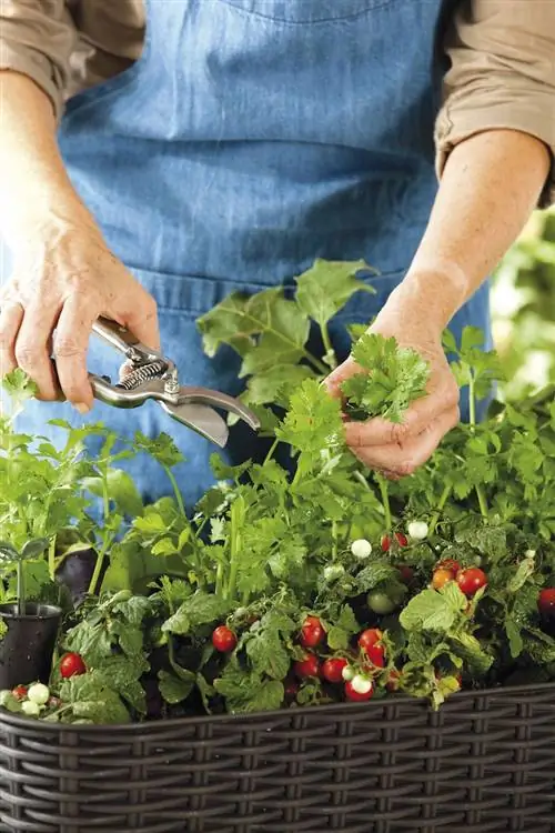 Как восстановить засохшее, утонувшее или больное растение, чтобы оно было красивым