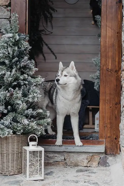 Рождественская елка и хаски, очень много украшений