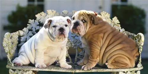 Как избежать избыточного веса собак и кошек