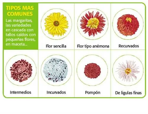 сорта хризантем